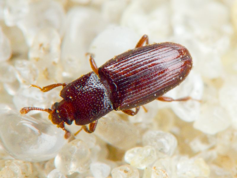 Cerylon ferrugineum Stephens, 1830